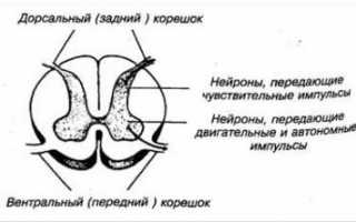 Корешковый синдром при остеохондрозе поясничного отдела