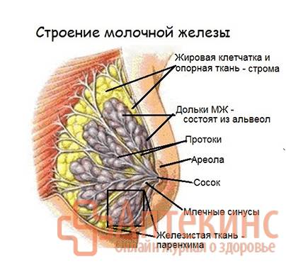Схема строения молочной железы