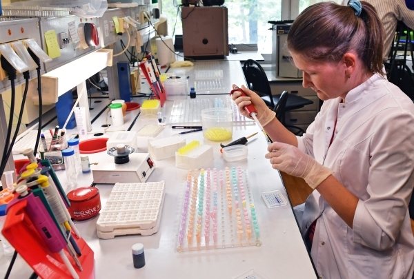 Болезнь эльфа синдром лицо эльфа