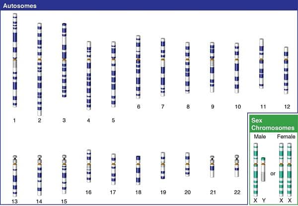 Y Chromosome